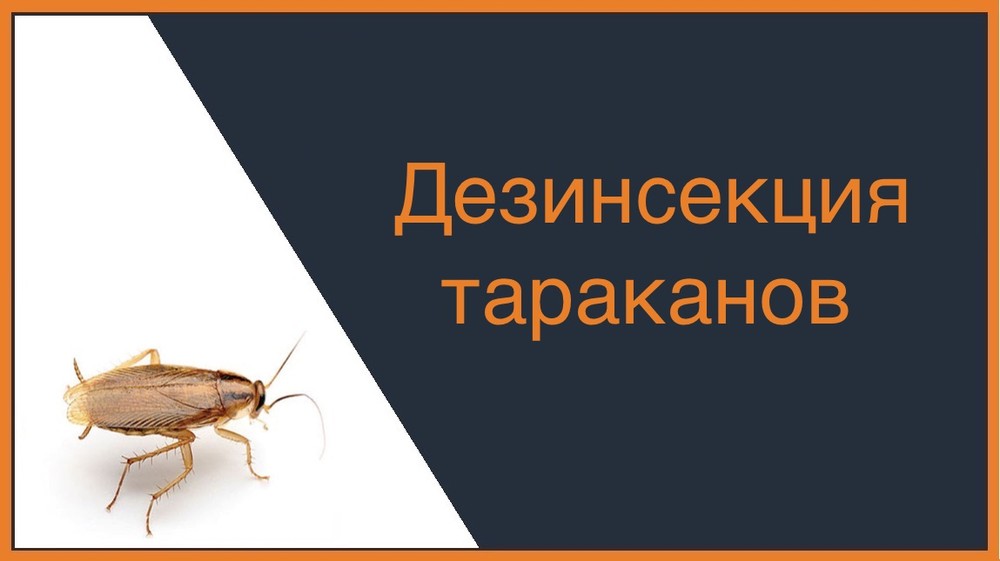 Дезинсекция тараканов в Тюмени
