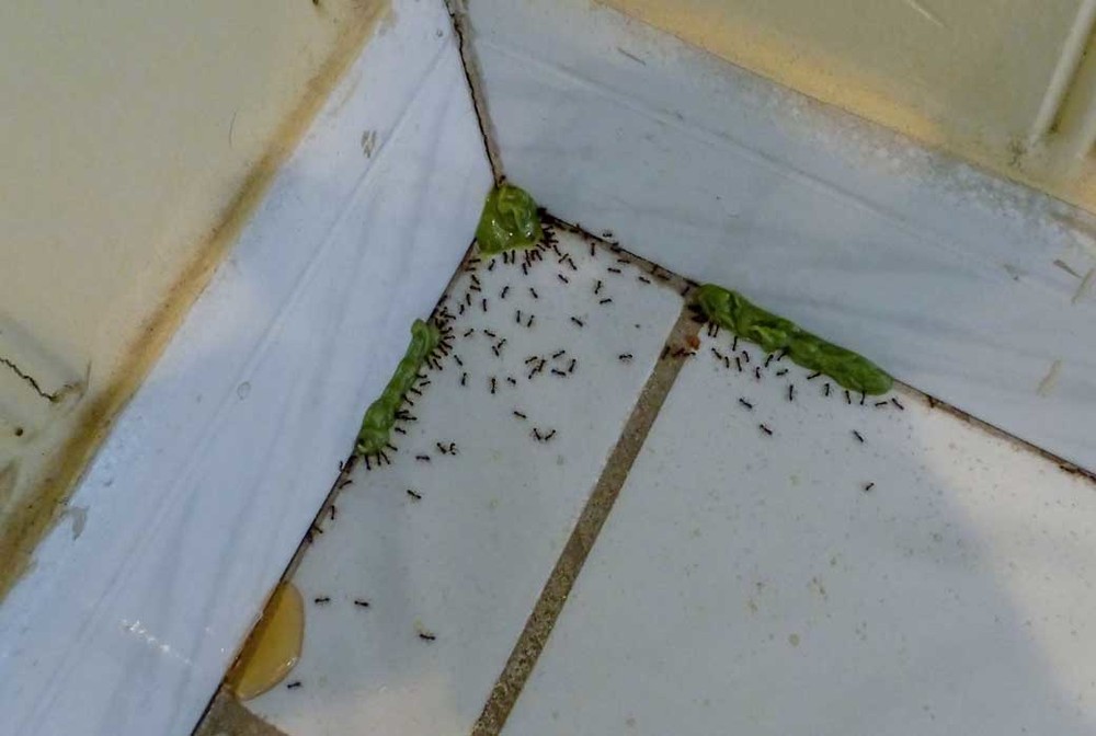Обработка от муравьев в Тюмени