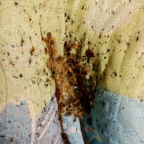 Уничтожение насекомых в Тюмени (гостинка)