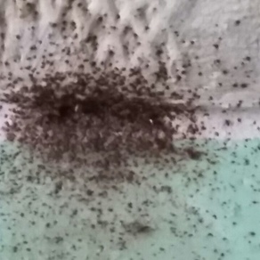 Уничтожение насекомых – Тюмень