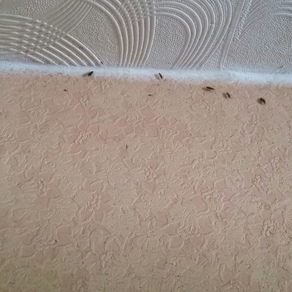 Уничтожение тараканов в квартире цена Тюмень