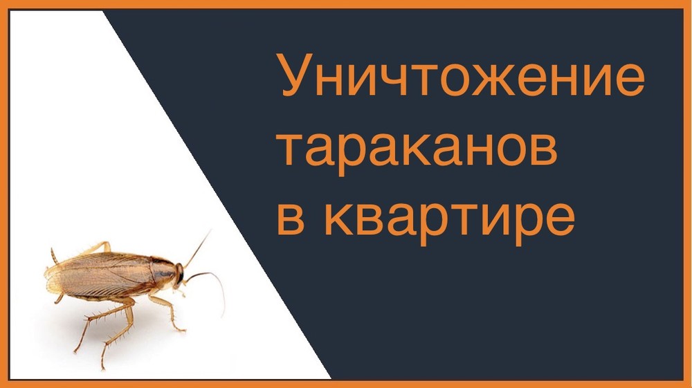 Уничтожение тараканов в квартире в Тюмени