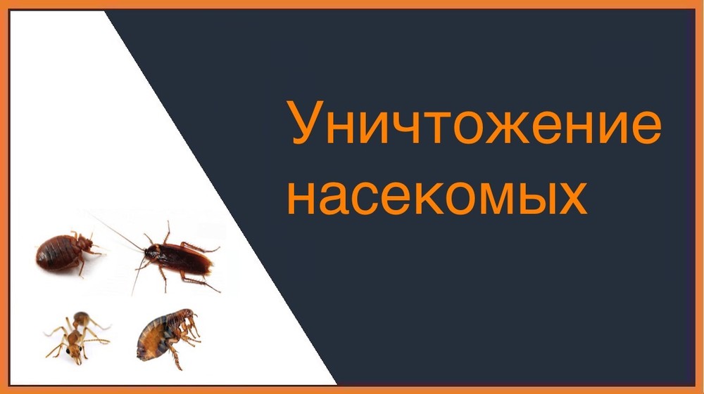 Уничтожение насекомых в Тюмени
