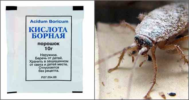 Борная кислота от тараканов – отзывы в Тюмени
