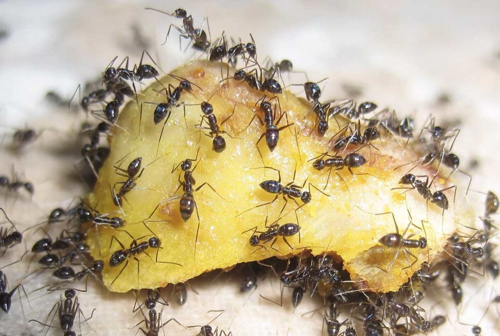 Уничтожение муравьев в квартире в Тюмени